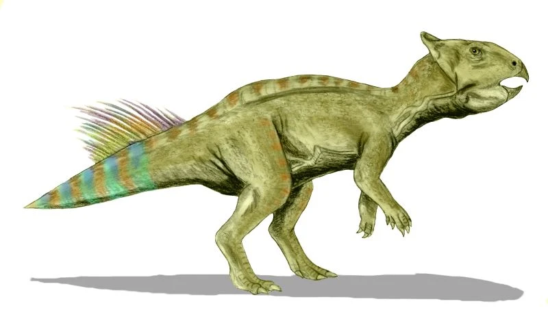 Ilustración paleontológica de Cerasinops