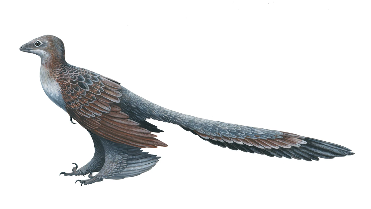 Ilustración paleontológica de Changyuraptor