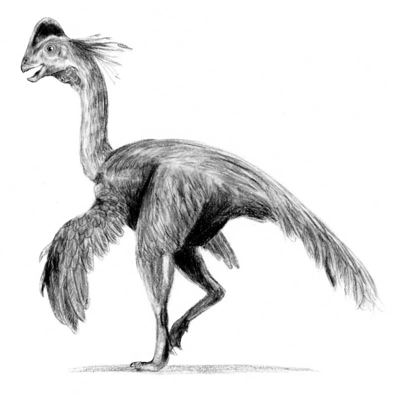 Ilustración paleontológica de Chirostenotes