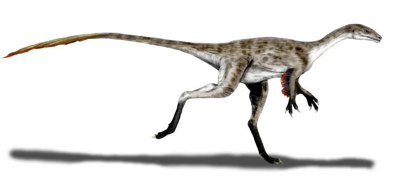 Ilustración paleontológica de Coelurus
