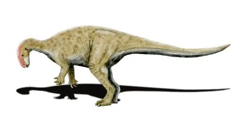 Ilustración paleontológica de Cumnoria