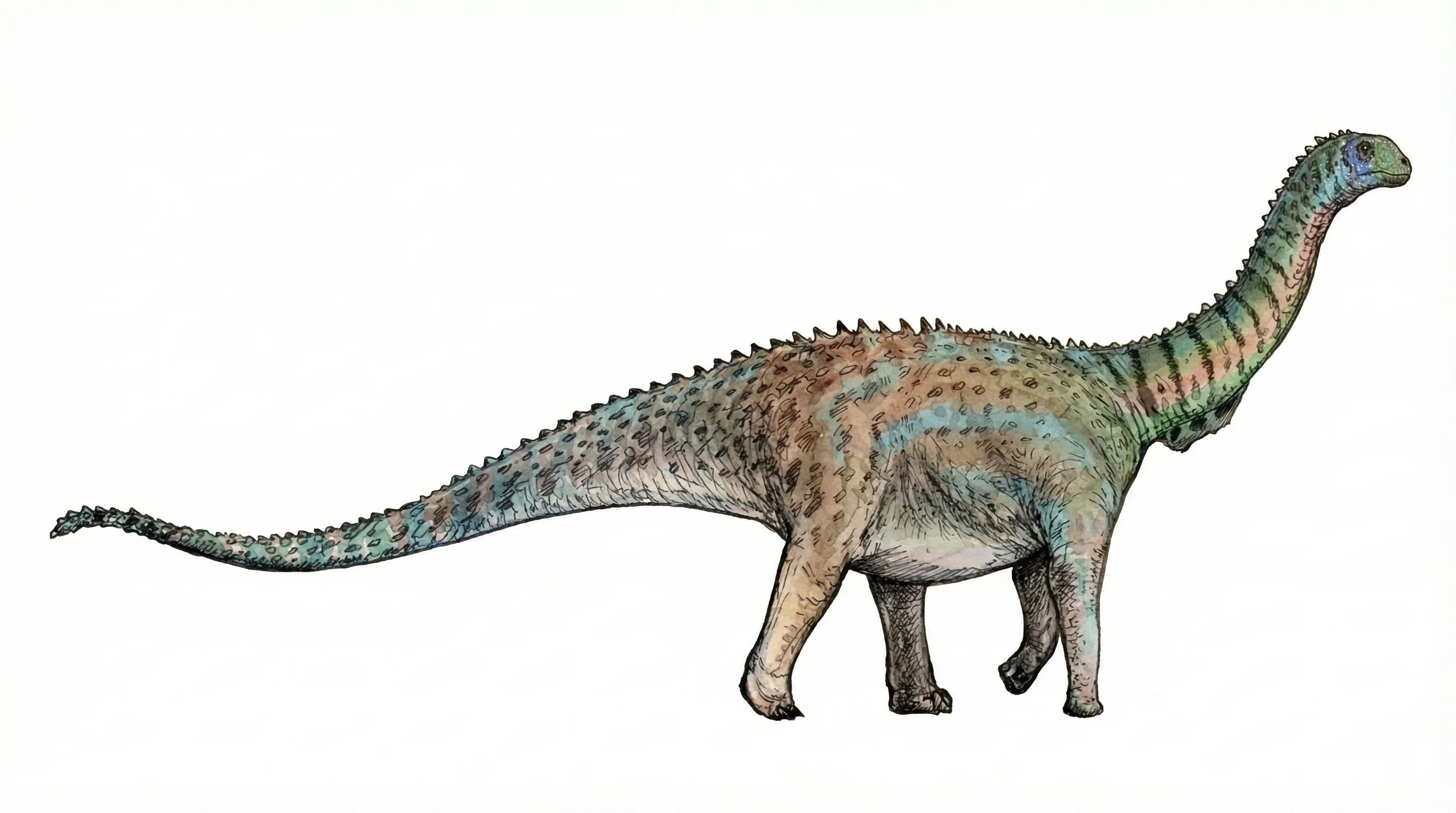 Ilustración paleontológica de Dystrophaeus