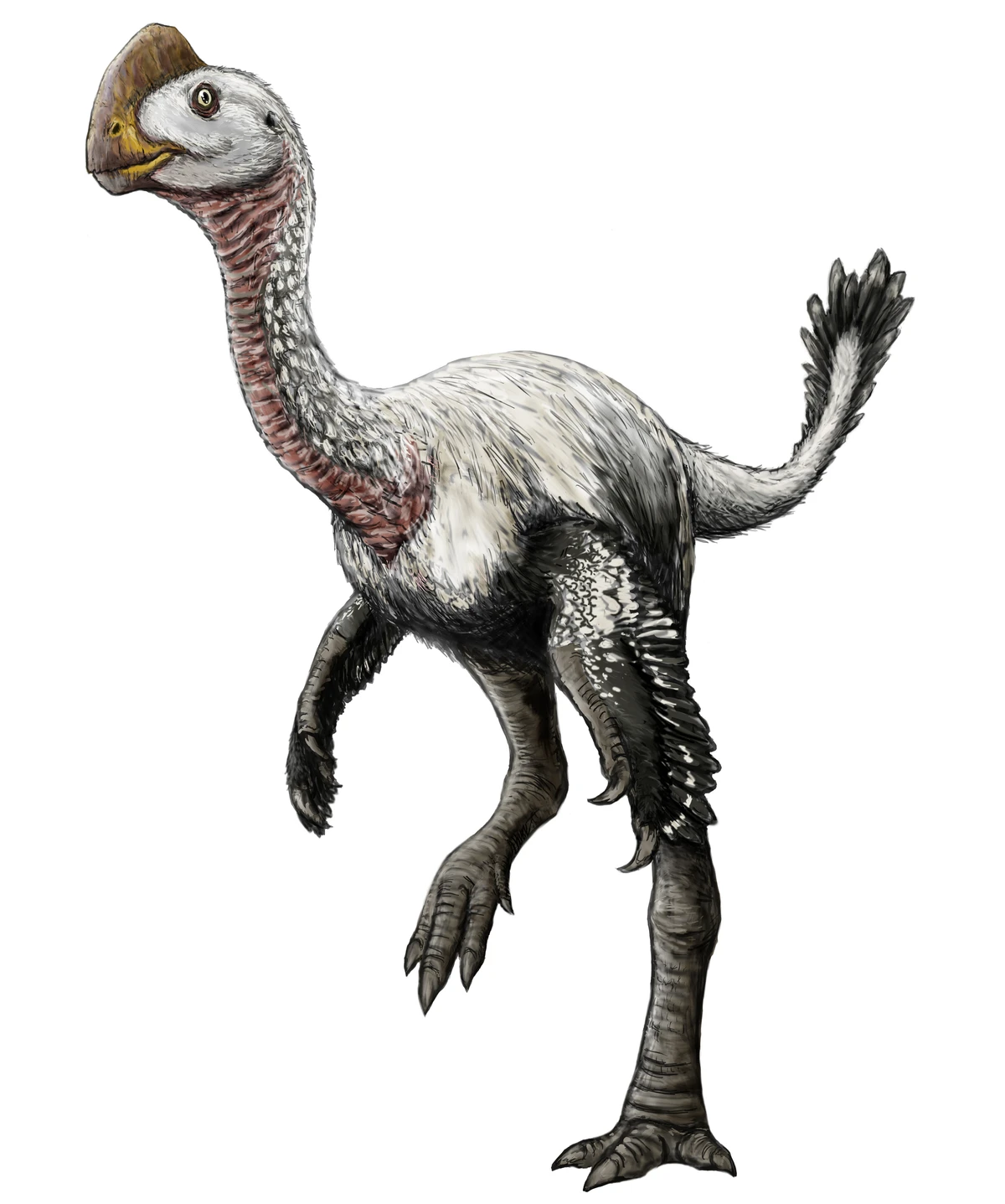 Ilustración paleontológica de Elmisaurus