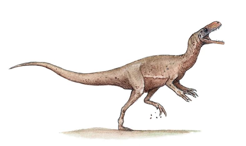 Ilustración paleontológica de Eocursor