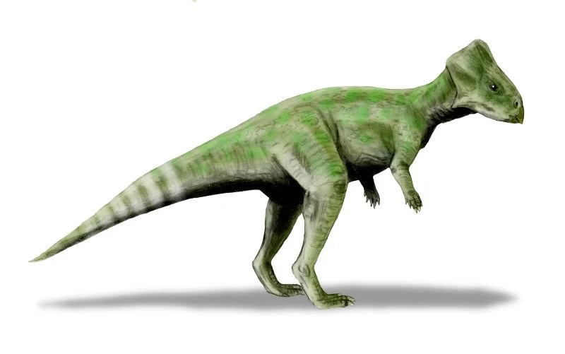 Ilustración paleontológica de Graciliceratops