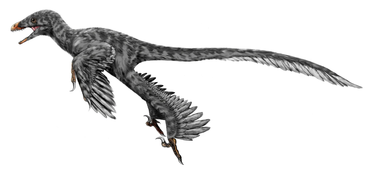 Ilustración paleontológica de Graciliraptor