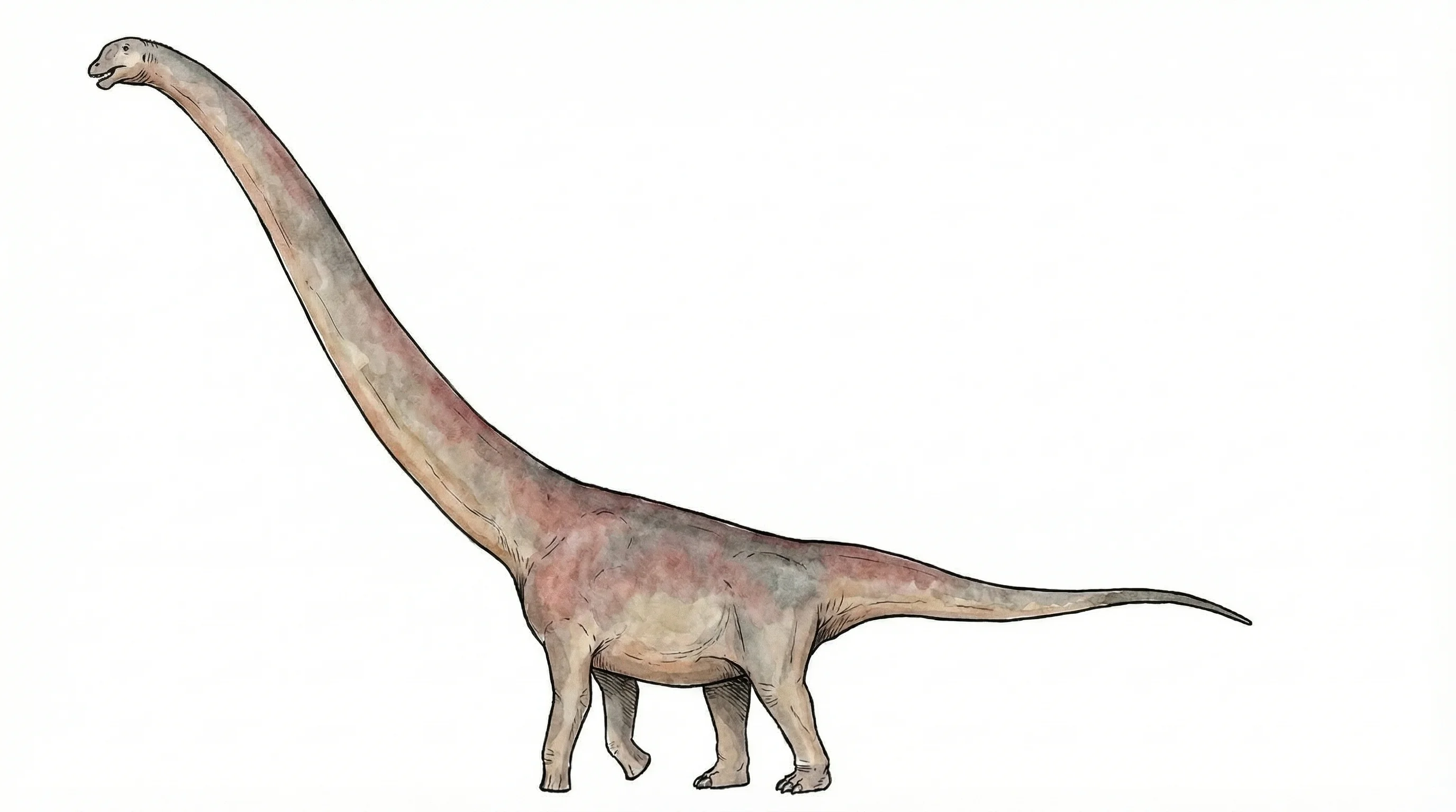 Ilustración paleontológica de Huangshanlong
