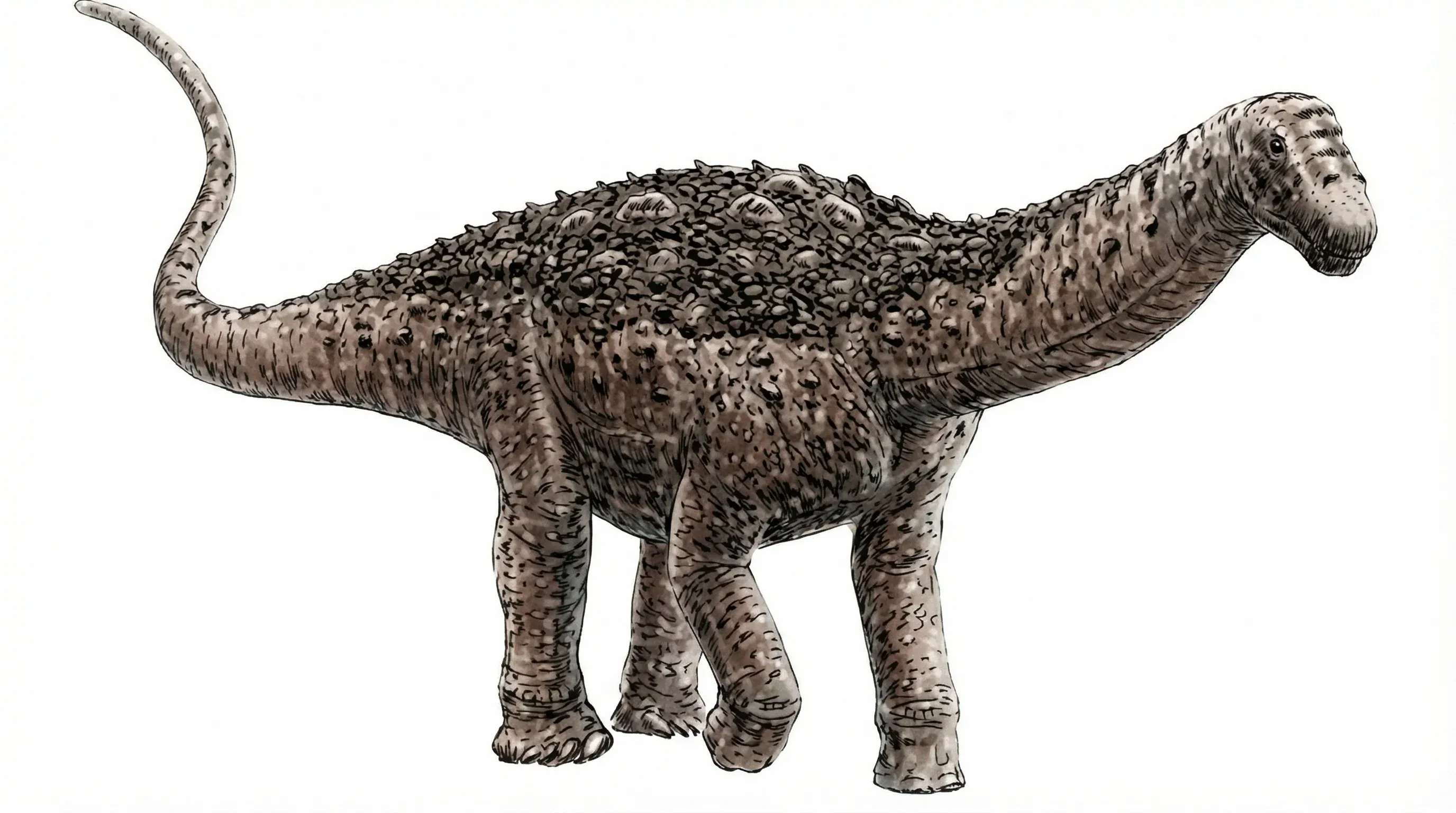 Ilustración paleontológica de Iuticosaurus