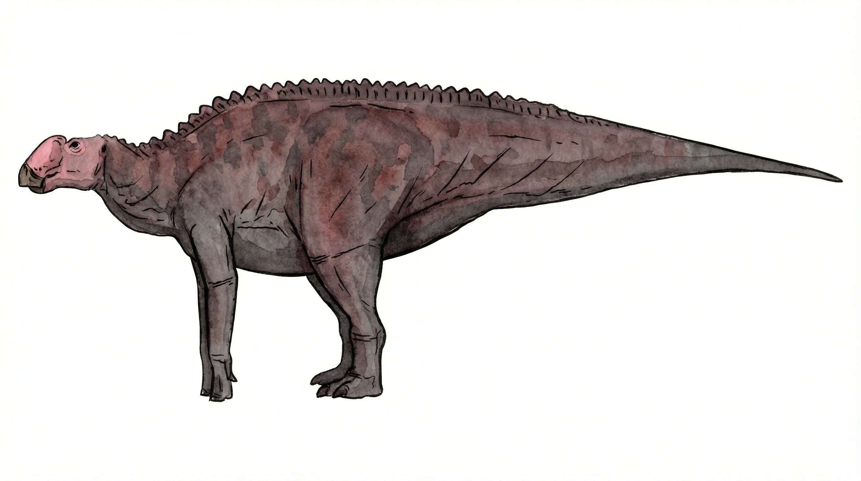 Ilustración paleontológica de Kelumapusaura