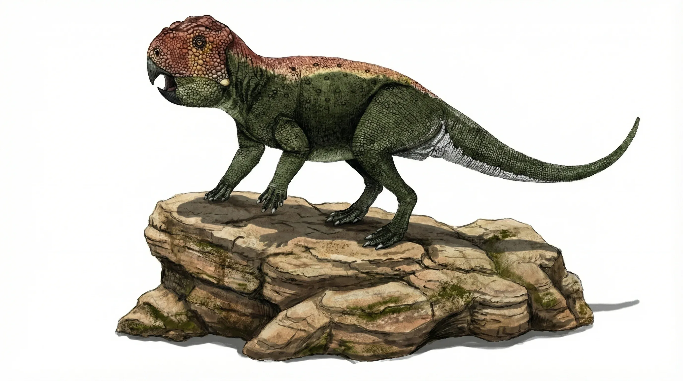 Ilustración paleontológica de Lamaceratops