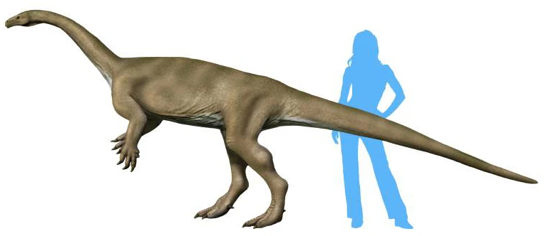 Ilustración paleontológica de Macrocollum