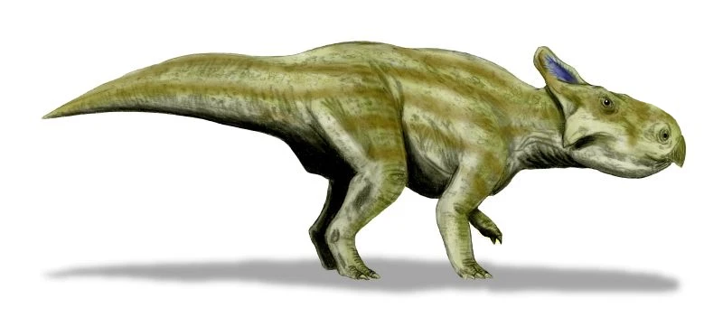 Ilustración paleontológica de Montanoceratops