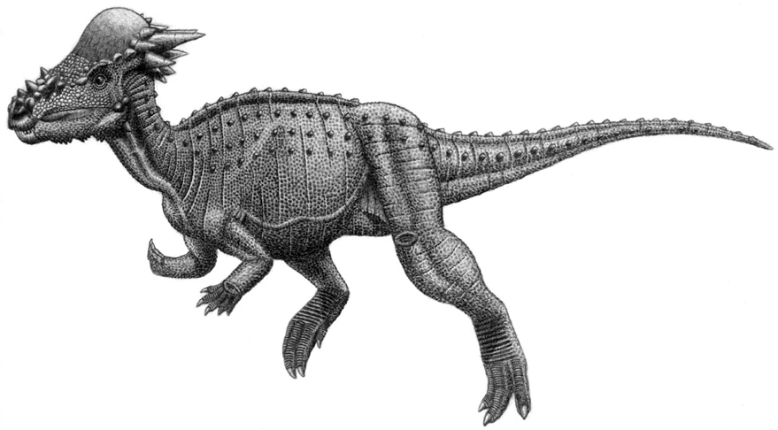 Ilustración paleontológica de Pachycephalosaurus