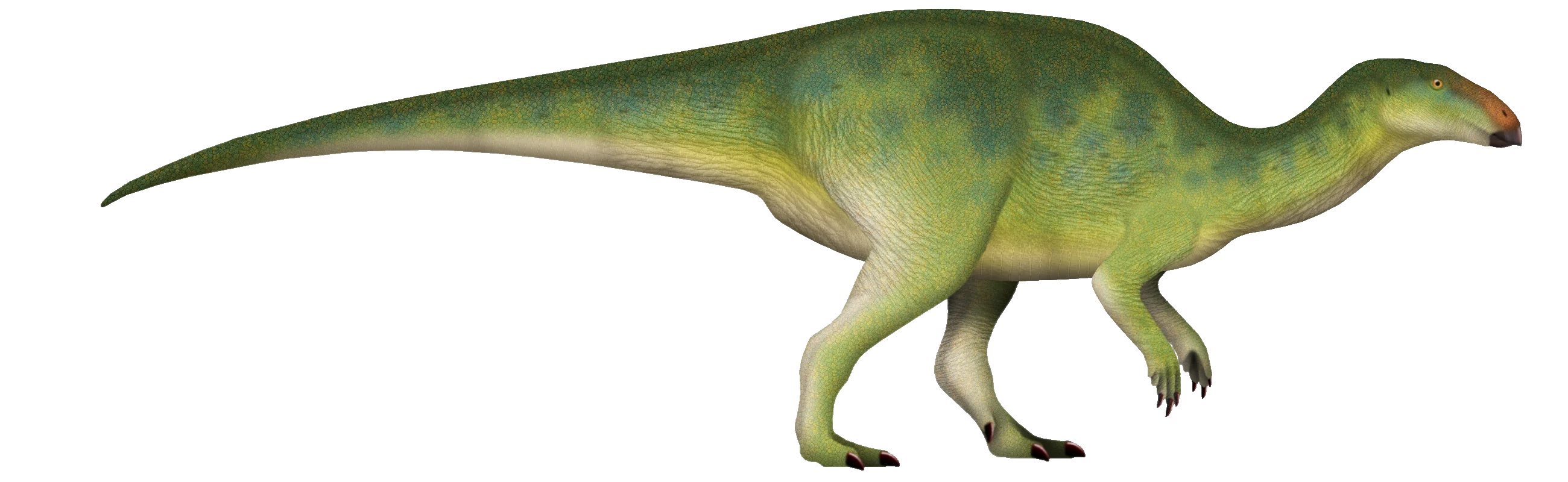 Ilustración paleontológica de Planicoxa