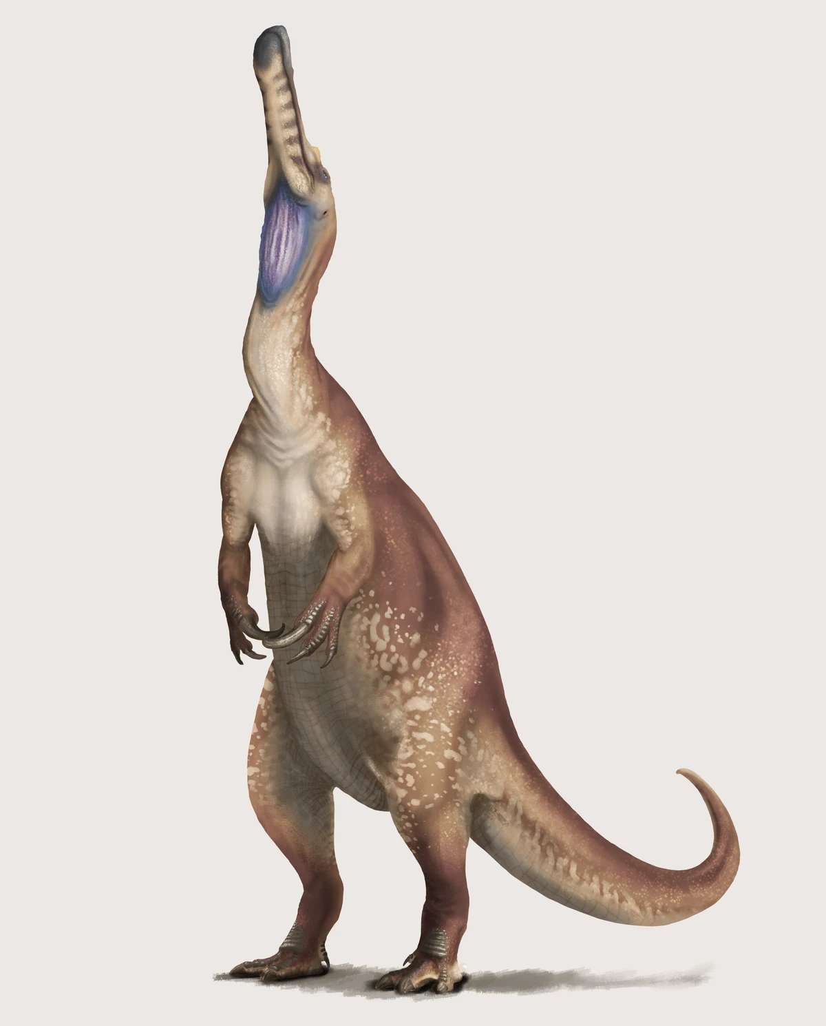 Ilustración paleontológica de Protathlitis
