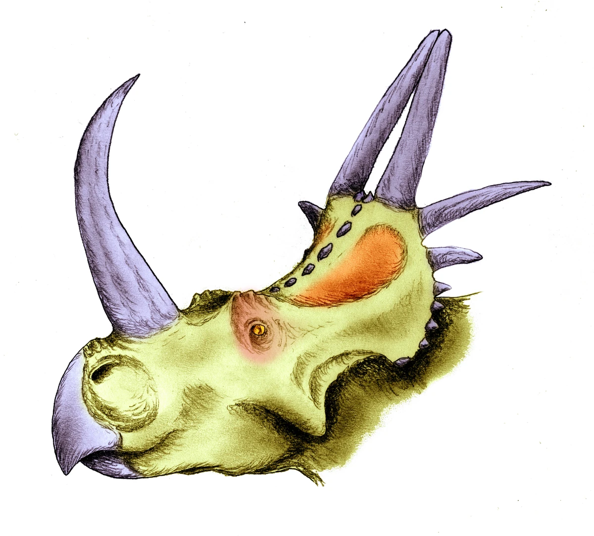 Ilustración paleontológica de Rubeosaurus