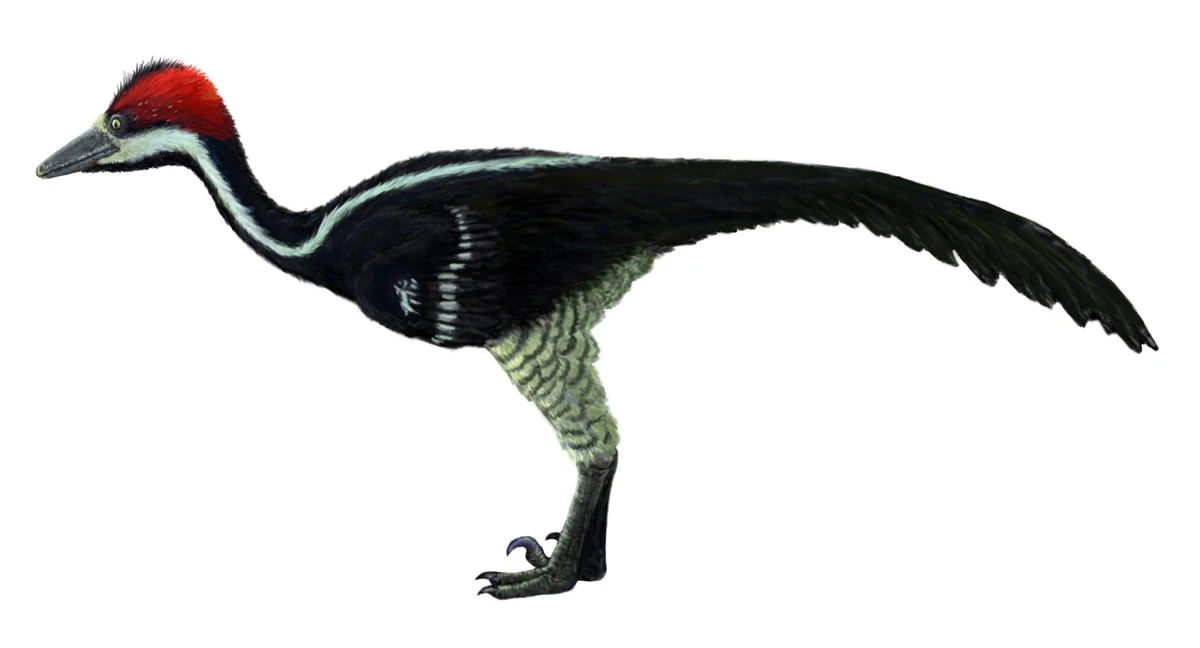 Ilustración paleontológica de Saurornithoides
