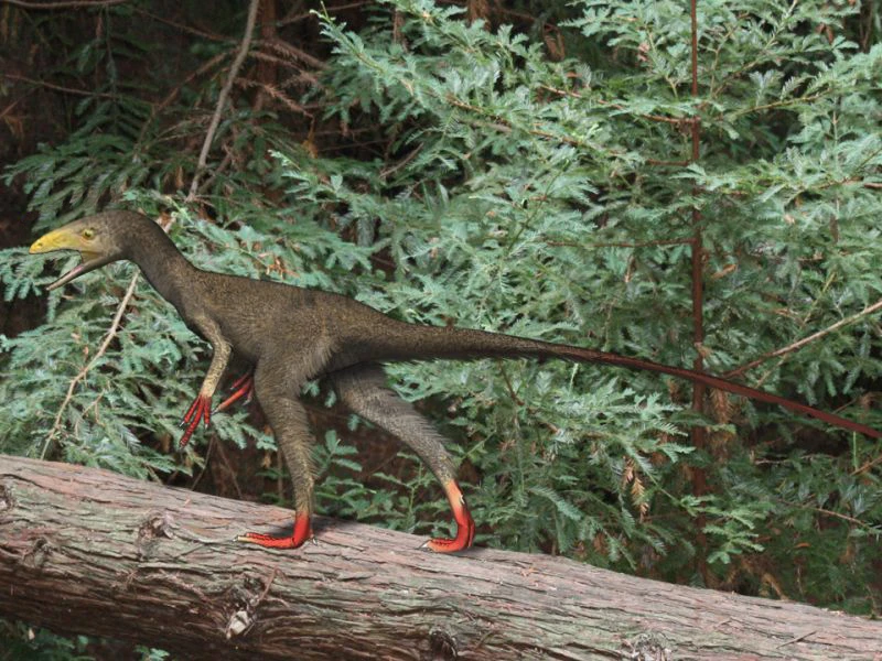 Ilustración paleontológica de Sinocalliopteryx