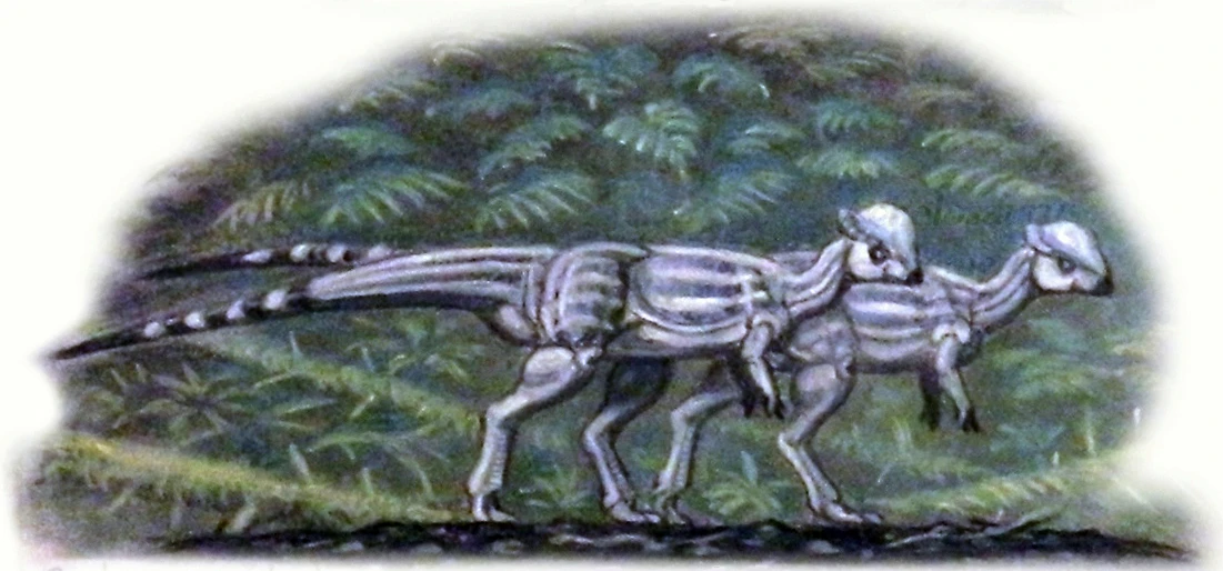 Ilustración paleontológica de Sphaerotholus
