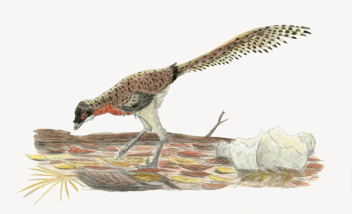Ilustración paleontológica de Tamarro