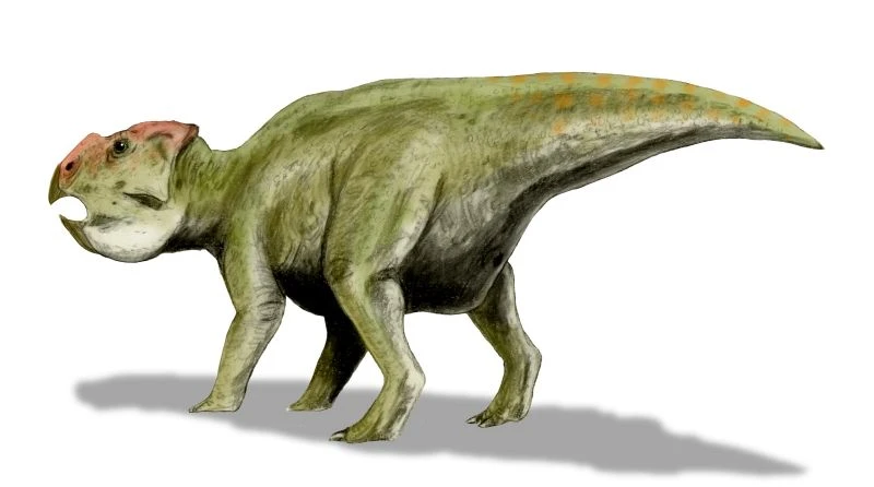 Ilustración paleontológica de Udanoceratops