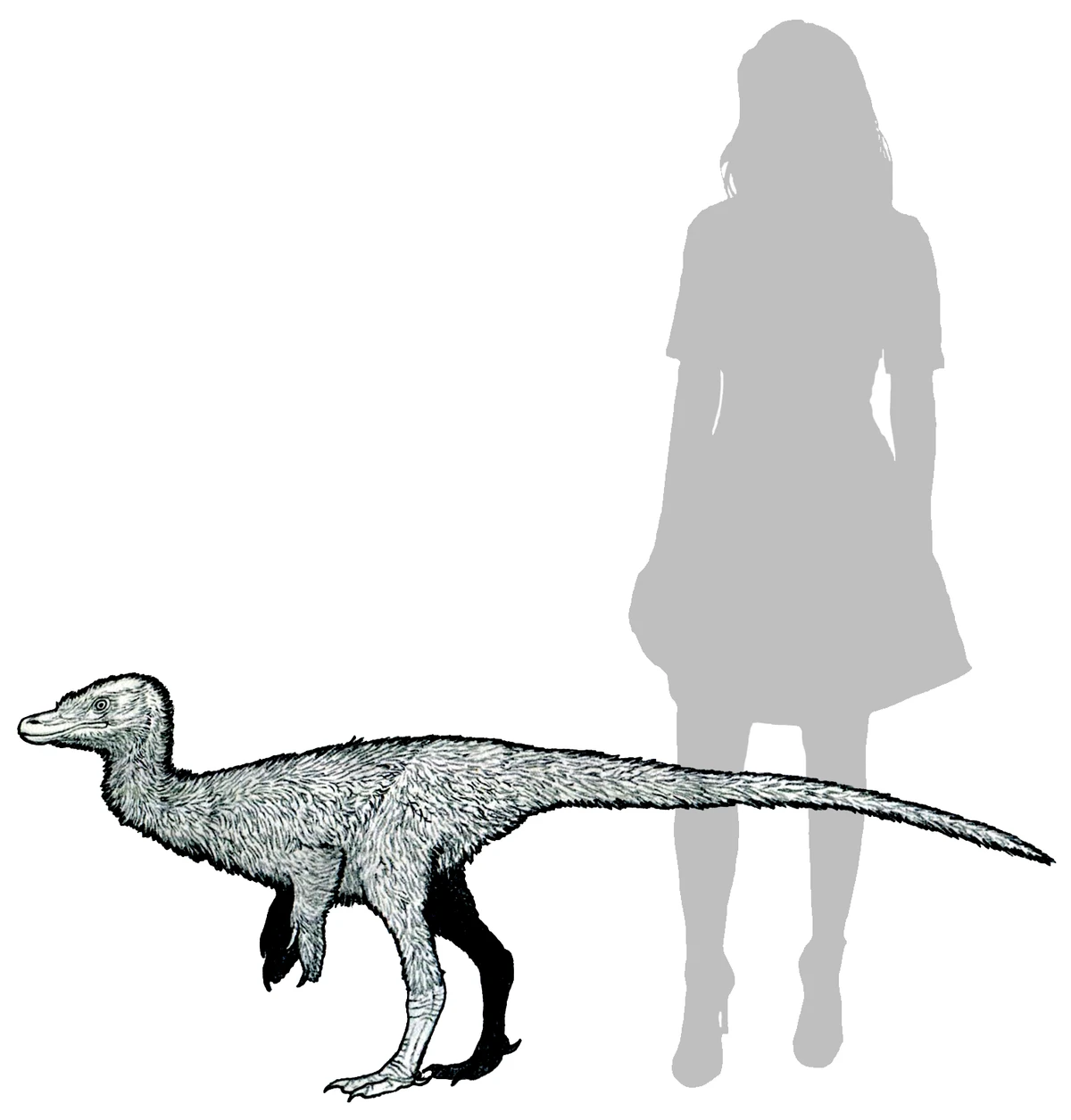 Ilustración paleontológica de Xiyunykus
