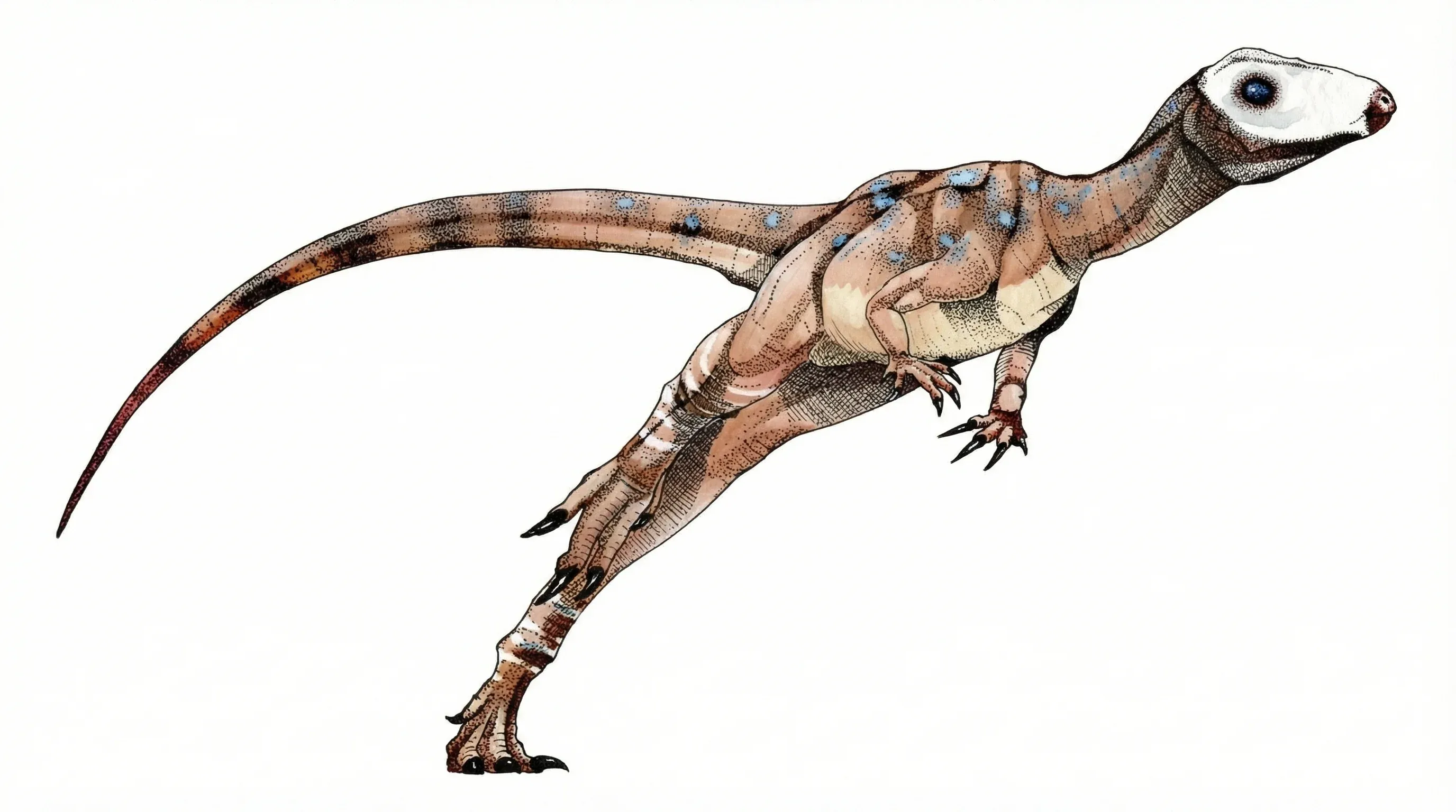 Ilustración paleontológica de Yaverlandia